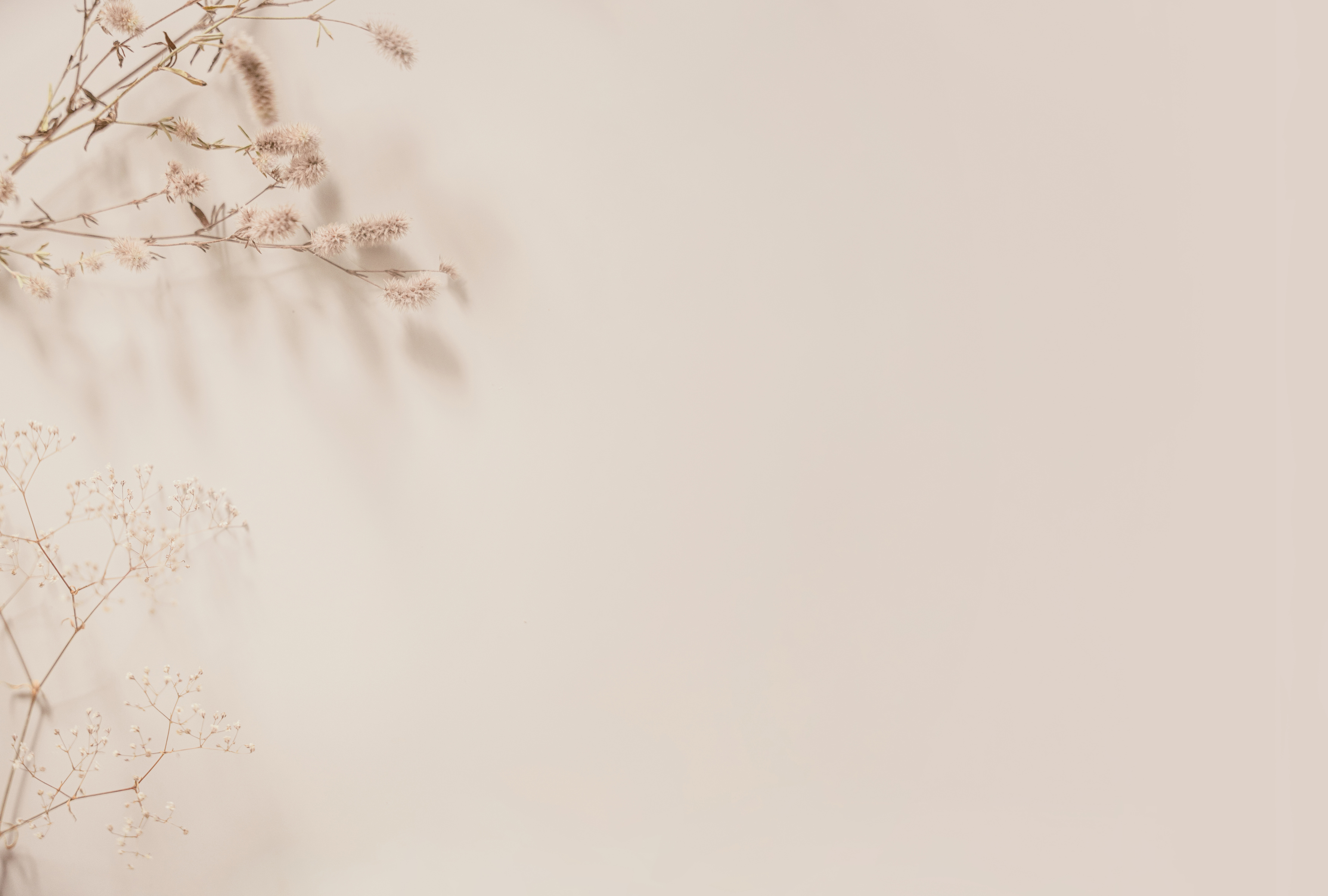 Pastel beige background with dried plants, minimalist and aesthetic